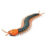 image_image_centipede19