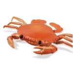 image_image_crab17